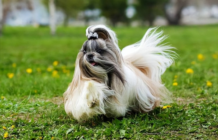 公认好养的几种小型犬,养到就是赚到你家狗上榜了吗