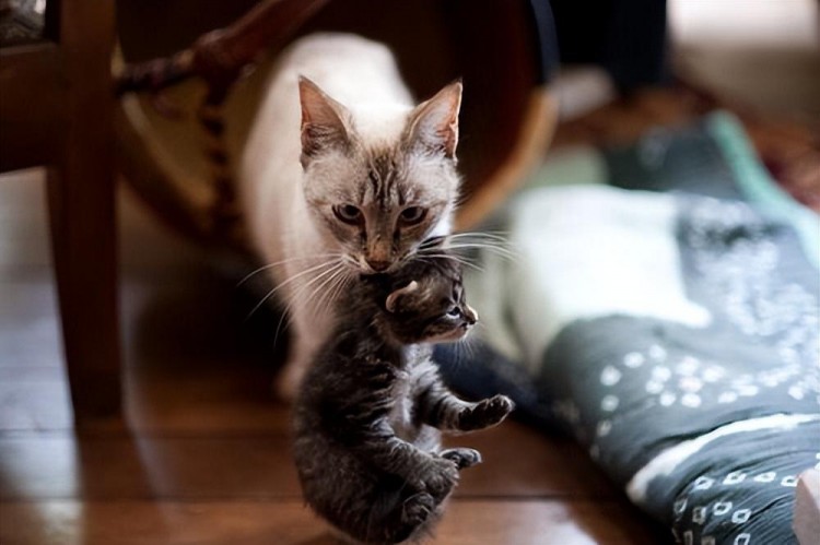 养猫久了才知道母猫把幼崽叼给你原来有这些真相！