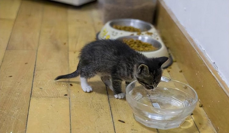 养猫久了才知道母猫把幼崽叼给你原来有这些真相！