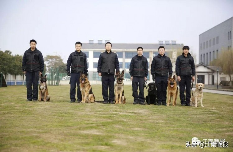 威武又暖萌！无锡首只退役警犬，爱它就快来领养