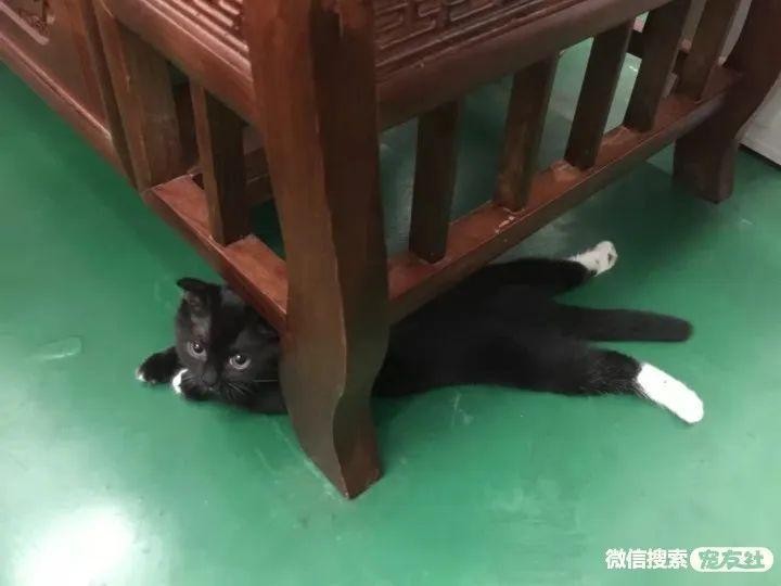 无锡宠物领养！家养一岁半蓝猫串母猫无偿送养宠友社发布