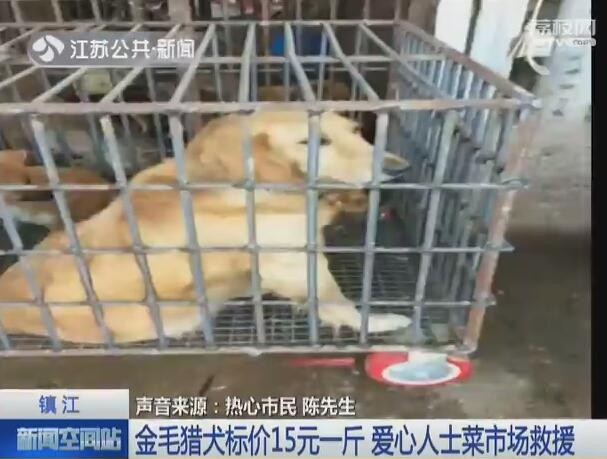 金毛猎犬标价15元一斤菜市场当“肉狗”卖 好心人花750元买下