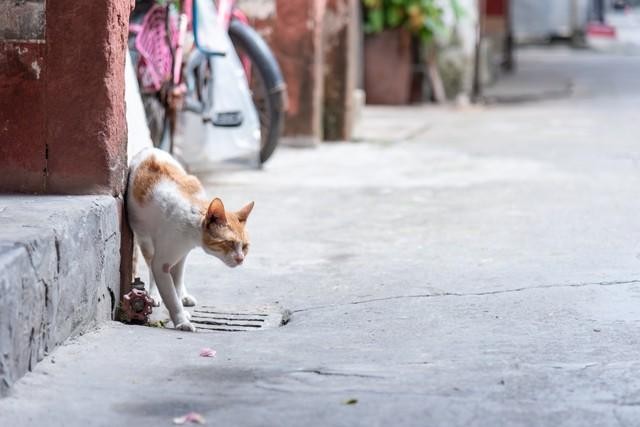 对于流浪猫,应该固定投喂吗