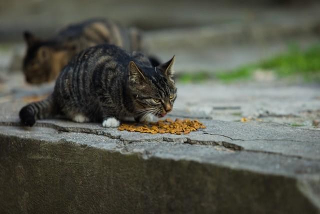 对于流浪猫,应该固定投喂吗