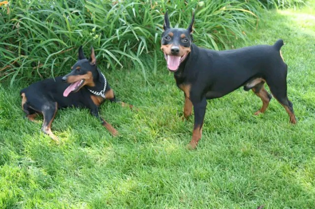 关于迷你杜宾犬小鹿犬