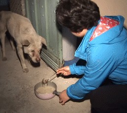 主人去世忠犬每天逃家一瘸一拐去之前走过的地方找她