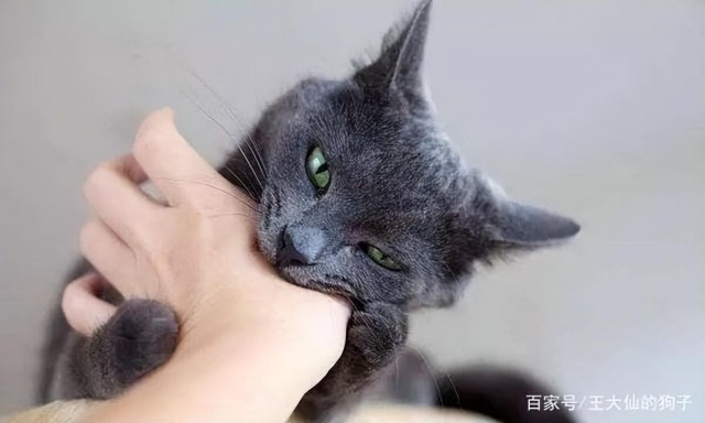 你们家的猫爱咬人怎么办？学着这一招，猫咪一秒钟就变得乖乖