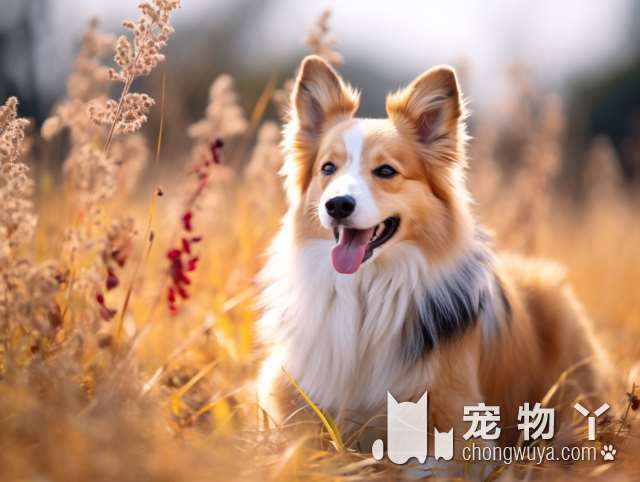 卷毛银狐犬是哪个品种的？