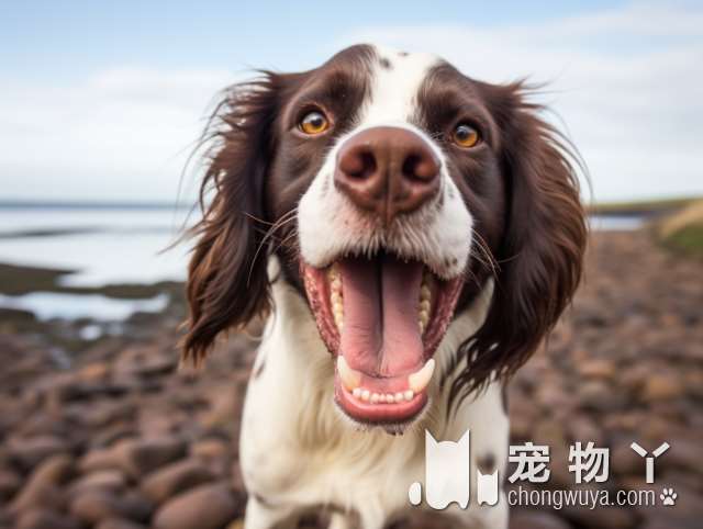 应对金毛犬掉毛我有招！再也不怕狗毛满屋飞