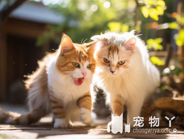 无锡老吴的猫猫舍总店，为什么这么受欢迎?