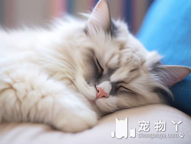 无锡嗷喵星球宠物：洗猫疫苗一条龙服务，超级干净环境，性价比高!